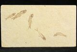 Multiple () Small Knightia Fossil Fish - Wyoming #77143-1